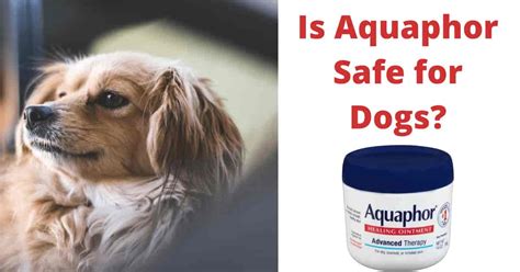 Is aquaphor poisonous to dogs. Things To Know About Is aquaphor poisonous to dogs. 